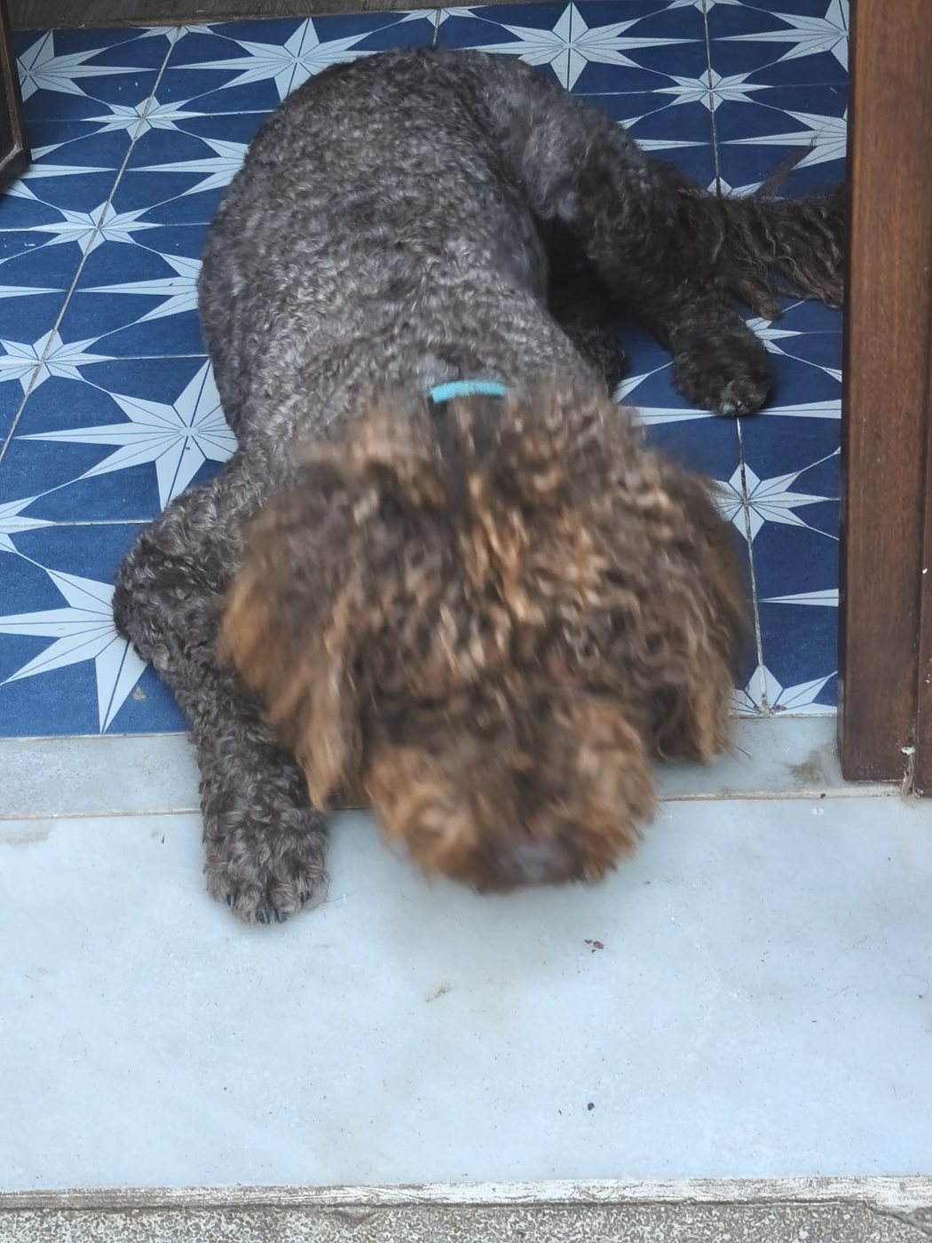 Coco the dog asleep on the blue tiles